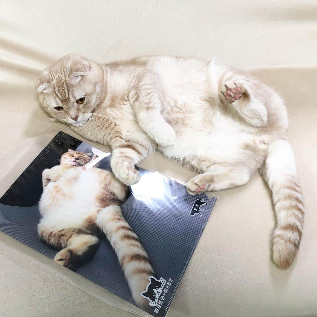 金太さんのインスタグラム写真 - (金太Instagram)「. 前回の#ねこにすと 展で♕準グランプリをいただき 金太のクリアファイルとポストカードが27日からのねこにすと展で販売されることになりました😊 たくさんのかわいい猫ちゃん達のパネルも展示されます。お近くの方是非お越しください。 . 金太、超リラックス姿でお待ちしております𓀠𓀠𓀠 ┈┈┈┈┈┈┈┈ #ねこにすと4plus #名古屋栄三越 2019.3.27～4.9 ┈┈┈┈┈┈┈┈ #ねこにすと6 #新潟三越 2019.3.27～4.8 ┈┈┈┈┈┈┈┈ . .  @neko_nist . #スコティッシュフォールドの金ちゃん #スコティッシュフォールド #スコ#猫 #にゃんすたぐらむ#ねこ#cat #ねこ部#ふわもこ部」3月25日 22時22分 - vvviopw