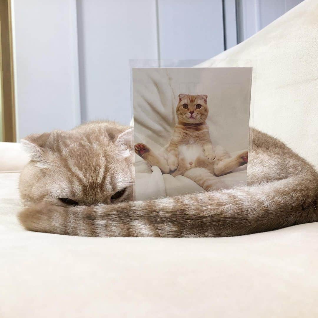 金太さんのインスタグラム写真 - (金太Instagram)「. 前回の#ねこにすと 展で♕準グランプリをいただき 金太のクリアファイルとポストカードが27日からのねこにすと展で販売されることになりました😊 たくさんのかわいい猫ちゃん達のパネルも展示されます。お近くの方是非お越しください。 . 金太、超リラックス姿でお待ちしております𓀠𓀠𓀠 ┈┈┈┈┈┈┈┈ #ねこにすと4plus #名古屋栄三越 2019.3.27～4.9 ┈┈┈┈┈┈┈┈ #ねこにすと6 #新潟三越 2019.3.27～4.8 ┈┈┈┈┈┈┈┈ . .  @neko_nist . #スコティッシュフォールドの金ちゃん #スコティッシュフォールド #スコ#猫 #にゃんすたぐらむ#ねこ#cat #ねこ部#ふわもこ部」3月25日 22時22分 - vvviopw
