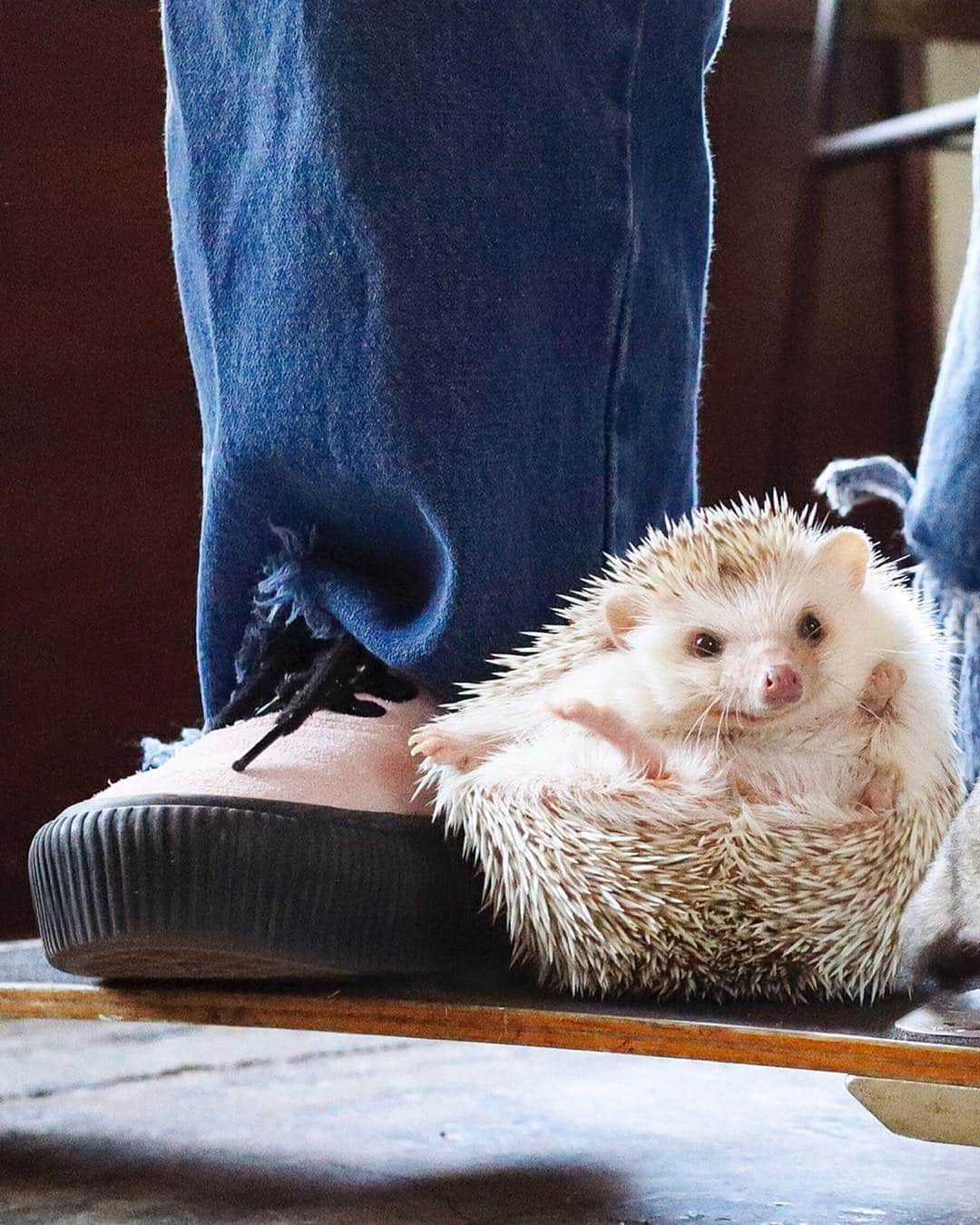 ダーシーさんのインスタグラム写真 - (ダーシーInstagram)「Chopin meets Pizzatoru🦔🐒〜🛴❤️✨(@pizzatoru) ・ ・ ・ ちょっとちょっと運転手さん‼️ここでおりま〜す😱🤣 ・ 先日5時起きで夢コラボしてきました🦔🐒💖 可愛さとセンスの素敵なセッション、本当に楽しかった😭✨ 肩に飛び乗ってくれるピザトル君の重力が忘れられない🤤〜🌈✨」3月25日 22時28分 - darcytheflyinghedgehog