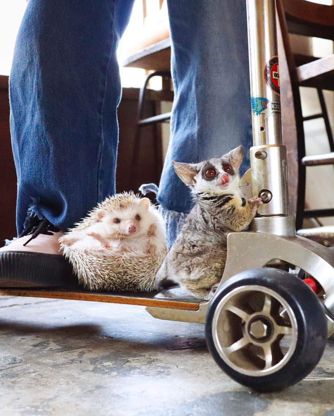 ダーシーさんのインスタグラム写真 - (ダーシーInstagram)「Chopin meets Pizzatoru🦔🐒〜🛴❤️✨(@pizzatoru) ・ ・ ・ ちょっとちょっと運転手さん‼️ここでおりま〜す😱🤣 ・ 先日5時起きで夢コラボしてきました🦔🐒💖 可愛さとセンスの素敵なセッション、本当に楽しかった😭✨ 肩に飛び乗ってくれるピザトル君の重力が忘れられない🤤〜🌈✨」3月25日 22時28分 - darcytheflyinghedgehog