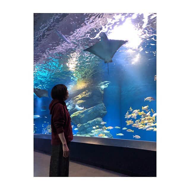 大村彩子さんのインスタグラム写真 - (大村彩子Instagram)「水族館その❷  4枚目は私を探してみてね🧡  #水族館#🐬 #イルカショーはマスト  イルカショー🐬なんかいつも涙出そうになる  #最高の癒し」3月25日 22時29分 - ayako_omura