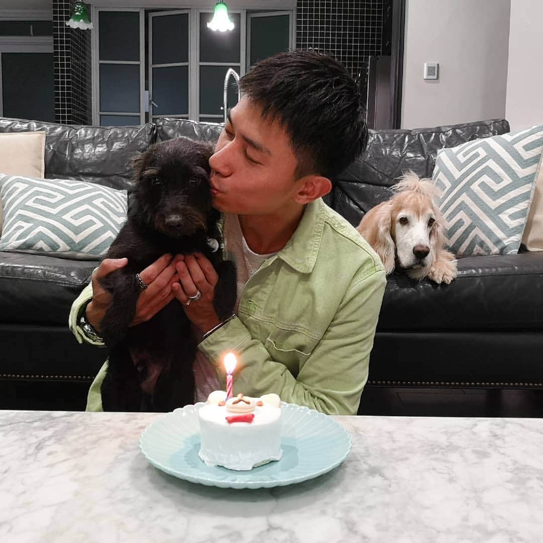 デスモンド・タンのインスタグラム：「Happy Woofday, Udon baby! 💙  陈乌东，生日快乐!  In the blink of an eye, you are now 3 years old! Time really flies. I can still remember those puppy eyes of yours when I first met you at the adoption drive. Thank you for being part of my life and being the calmer brother to Hoshi.  My little dynamite, my best watchdog.  P.S. Hoshi feeling FOMO at the back. His expression in the 2nd photo is hilarious. 陈河狮的第二个表情也太搞笑了吧! 😂  #udontan #陈乌东 #adoptdontshop #hoshitan #陈河狮 #belatedbirthday」