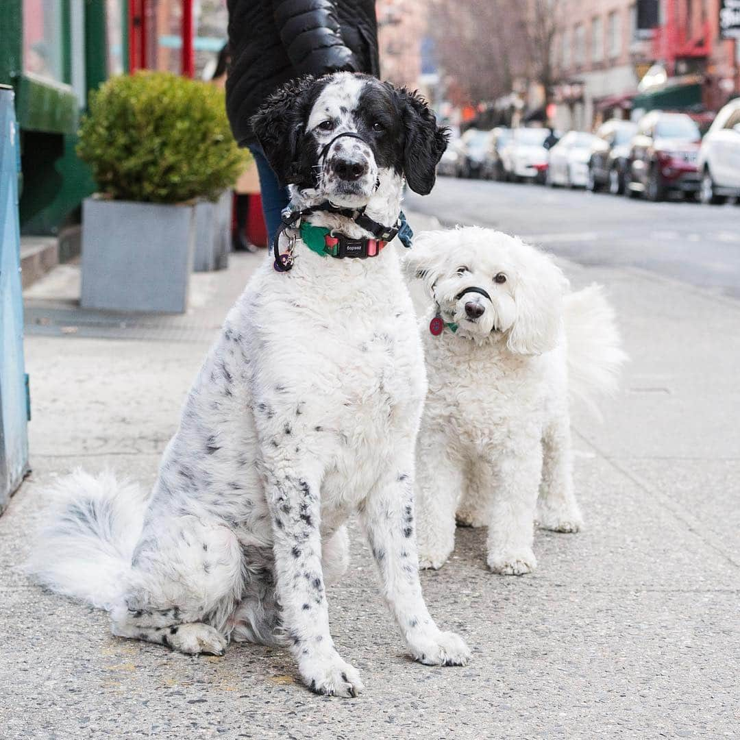 The Dogistさんのインスタグラム写真 - (The DogistInstagram)「Deuce & Rafa, Goldendoodles (9 y/o), Prince & Mulberry St., New York, NY • “Nobody believes Deuce is a Goldendoodle. They’re from the same breeder.”」3月25日 22時50分 - thedogist