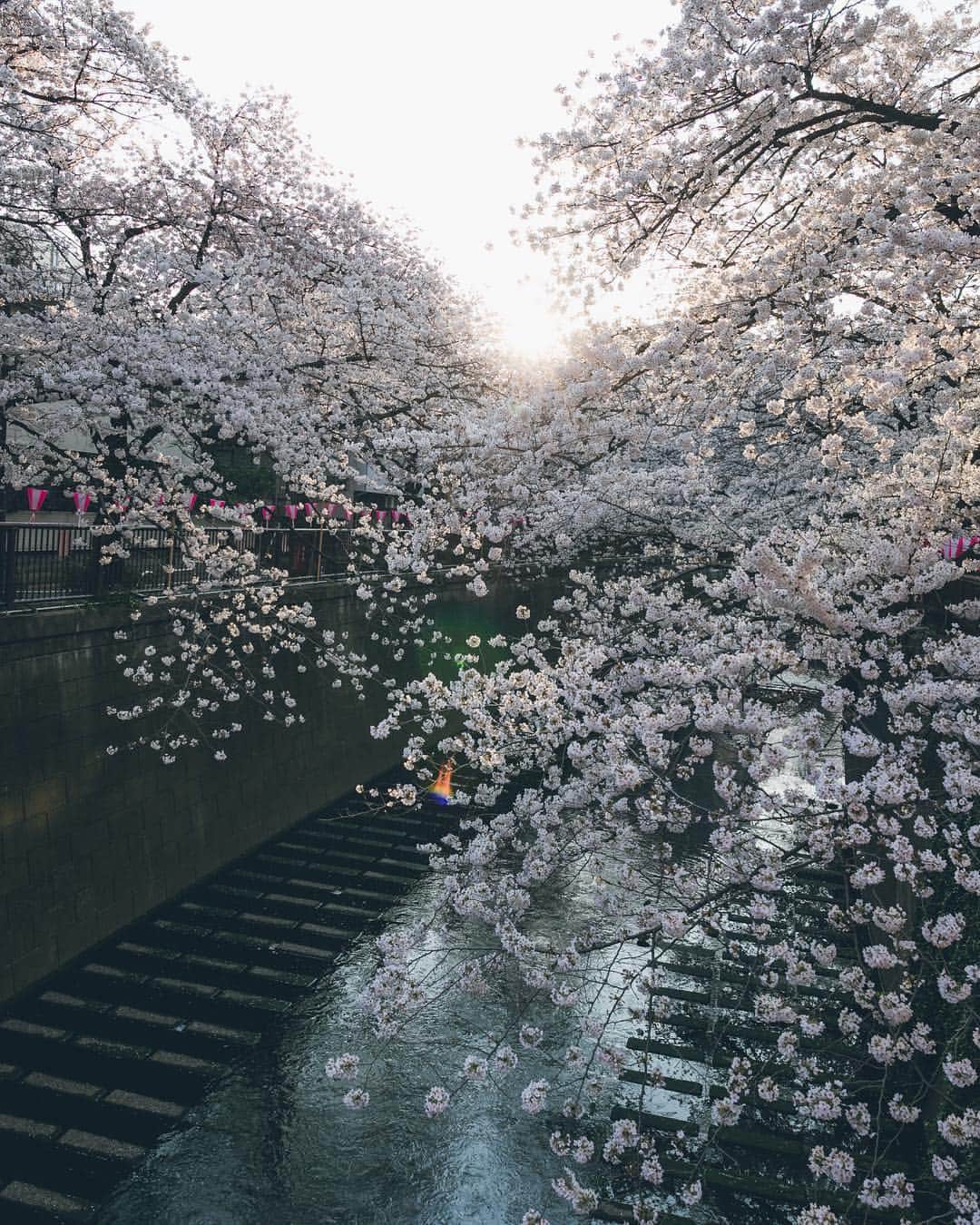 Yuma Yamashitaのインスタグラム：「#Inspirationcultmag #🌸」