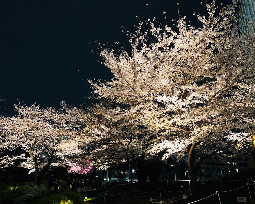 藤井美加子さんのインスタグラム写真 - (藤井美加子Instagram)「☆﻿ 皆さま♡﻿ 温かく優しいメッセージありがとうございます。﻿ ﻿ ミモザが心に宿ってくれたようです😸😽💛﻿ そんなミモザを連れて少し早いかな？と思ったけどお花見に行きました。桜が咲き誇っていて見頃でした。毛利庭園人が少なくてお勧めです。 ﻿ 悲しいけどお腹は空くし…﻿ 桜を綺麗だと感動出来る心もあるし…﻿ 私は元気です！ありがとう🌸🌸🌸﻿ ﻿ ﻿ #お花見#桜#さくら#SAKURA#サクラ#毛利庭園#桜ライトアップ#夜桜#開花#六本木#日本の風景#日本の花#春 #cherryblossom#roppongi#japan_vacations#japanphoto#photo#photography#photo_jpn#sakuraphoto#spring」3月25日 22時50分 - mikako_miki