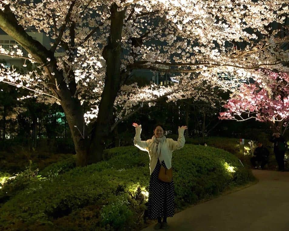 藤井美加子さんのインスタグラム写真 - (藤井美加子Instagram)「☆﻿ 皆さま♡﻿ 温かく優しいメッセージありがとうございます。﻿ ﻿ ミモザが心に宿ってくれたようです😸😽💛﻿ そんなミモザを連れて少し早いかな？と思ったけどお花見に行きました。桜が咲き誇っていて見頃でした。毛利庭園人が少なくてお勧めです。 ﻿ 悲しいけどお腹は空くし…﻿ 桜を綺麗だと感動出来る心もあるし…﻿ 私は元気です！ありがとう🌸🌸🌸﻿ ﻿ ﻿ #お花見#桜#さくら#SAKURA#サクラ#毛利庭園#桜ライトアップ#夜桜#開花#六本木#日本の風景#日本の花#春 #cherryblossom#roppongi#japan_vacations#japanphoto#photo#photography#photo_jpn#sakuraphoto#spring」3月25日 22時50分 - mikako_miki