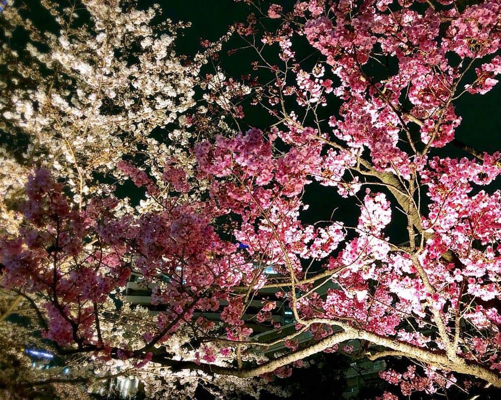 藤井美加子さんのインスタグラム写真 - (藤井美加子Instagram)「☆﻿ 皆さま♡﻿ 温かく優しいメッセージありがとうございます。﻿ ﻿ ミモザが心に宿ってくれたようです😸😽💛﻿ そんなミモザを連れて少し早いかな？と思ったけどお花見に行きました。桜が咲き誇っていて見頃でした。毛利庭園人が少なくてお勧めです。 ﻿ 悲しいけどお腹は空くし…﻿ 桜を綺麗だと感動出来る心もあるし…﻿ 私は元気です！ありがとう🌸🌸🌸﻿ ﻿ ﻿ #お花見#桜#さくら#SAKURA#サクラ#毛利庭園#桜ライトアップ#夜桜#開花#六本木#日本の風景#日本の花#春 #cherryblossom#roppongi#japan_vacations#japanphoto#photo#photography#photo_jpn#sakuraphoto#spring」3月25日 22時50分 - mikako_miki