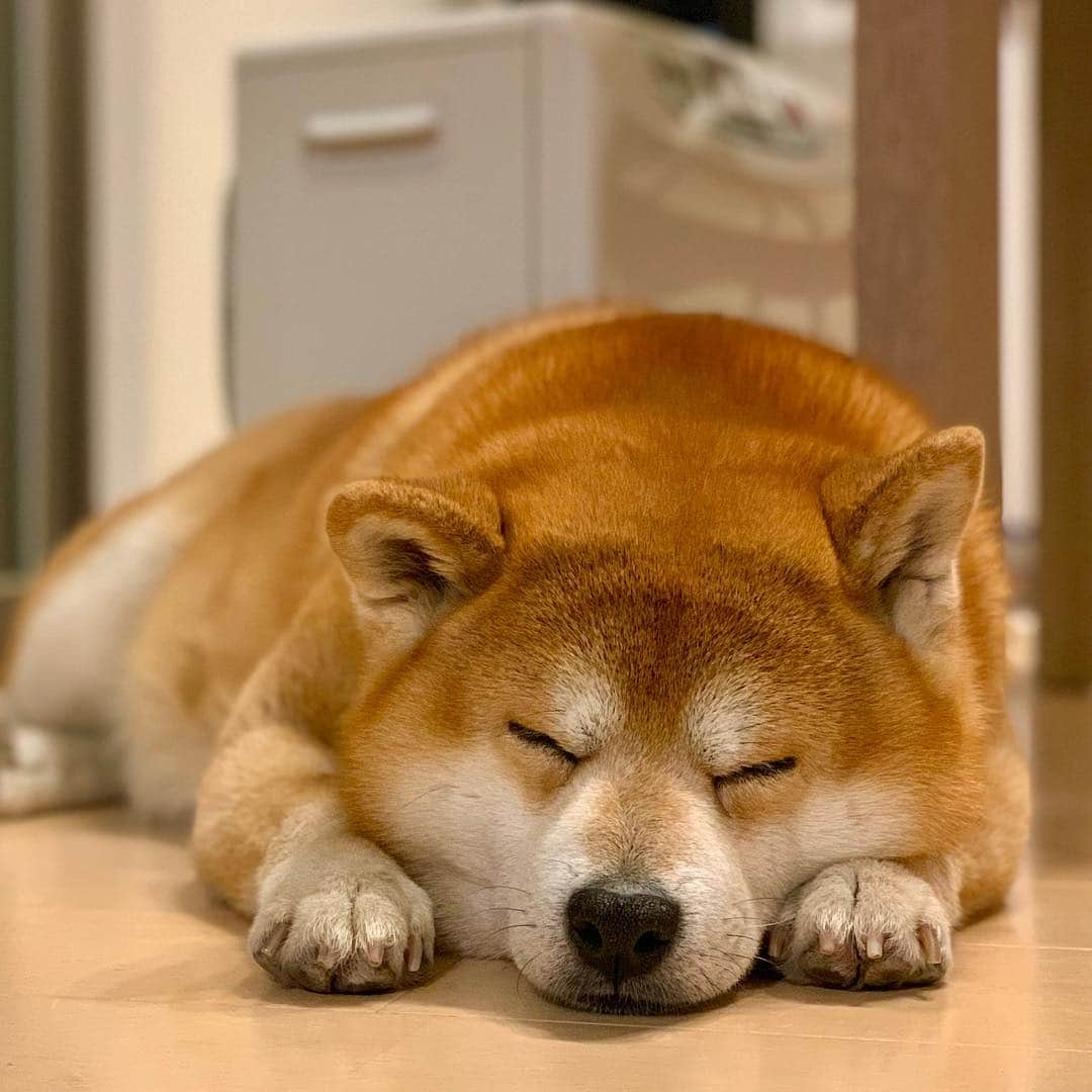 shibainu berryさんのインスタグラム写真 - (shibainu berryInstagram)「おにぎりみたいなおやじ🐻🍙 🐻Good night🌟 #❤️迷子犬の掲示板応援団 @maigo_dog  #❤️迷子犬の掲示板四国応援団 @maigo_dog_shikoku #柴犬 #べりやん #べりむく #多頭飼い #berry #shiba #shibainu  #shibainumania #shibastagram #instashiba #ぷにっと部 #口角キュキュッと部  #チーム俺様 →部員絶賛募集中 #shiba_snap #proudshibas #west_dog_japan #サンデイ #instagramjapan #ふわもこ部 #pecoいぬ部 #pecotv #buzzfeedanimals #dogsofinstagram #dogsofinstaworld #dogs_of_instagram #9gag」3月25日 22時57分 - shibainu.berry