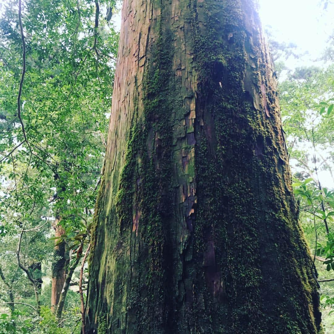 瑞羽奏都（水谷美月）さんのインスタグラム写真 - (瑞羽奏都（水谷美月）Instagram)「『ヤクスギランド』にも行ってきました🌳 時間に限りがあったので、一番短い30分コースでしたが… あちこちに立派な杉の木が✨ パワーが漲るスポット。 ジブリに出てきそうな風景が沢山で、ワクワクでした🎶  #ぱしふぃっくびいなす  #名古屋港  #宝塚og #花組 #天宮菜生 さん  #月組 #瑞羽奏都  #キビート さん ‪#奄美大島 #屋久島 #種子島 #ヤクスギランド」3月25日 22時58分 - mizuki.m_mizuha