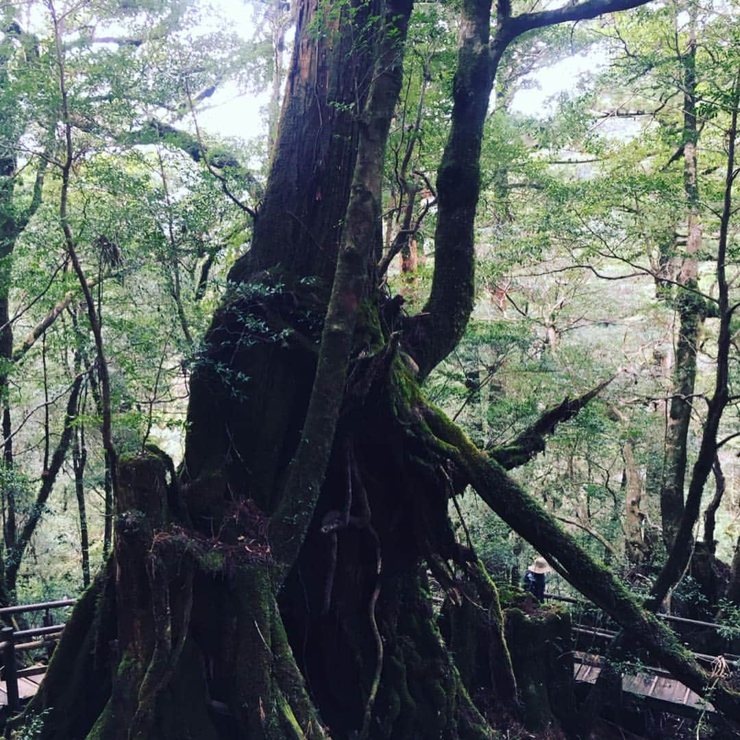 瑞羽奏都（水谷美月）さんのインスタグラム写真 - (瑞羽奏都（水谷美月）Instagram)「『ヤクスギランド』にも行ってきました🌳 時間に限りがあったので、一番短い30分コースでしたが… あちこちに立派な杉の木が✨ パワーが漲るスポット。 ジブリに出てきそうな風景が沢山で、ワクワクでした🎶  #ぱしふぃっくびいなす  #名古屋港  #宝塚og #花組 #天宮菜生 さん  #月組 #瑞羽奏都  #キビート さん ‪#奄美大島 #屋久島 #種子島 #ヤクスギランド」3月25日 22時58分 - mizuki.m_mizuha