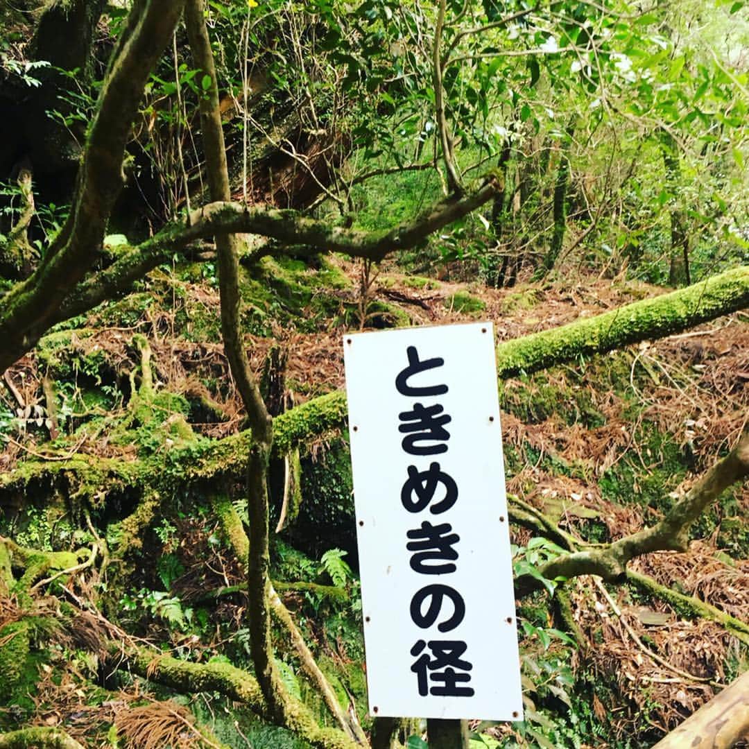 瑞羽奏都（水谷美月）さんのインスタグラム写真 - (瑞羽奏都（水谷美月）Instagram)「『ヤクスギランド』にも行ってきました🌳 時間に限りがあったので、一番短い30分コースでしたが… あちこちに立派な杉の木が✨ パワーが漲るスポット。 ジブリに出てきそうな風景が沢山で、ワクワクでした🎶  #ぱしふぃっくびいなす  #名古屋港  #宝塚og #花組 #天宮菜生 さん  #月組 #瑞羽奏都  #キビート さん ‪#奄美大島 #屋久島 #種子島 #ヤクスギランド」3月25日 22時58分 - mizuki.m_mizuha