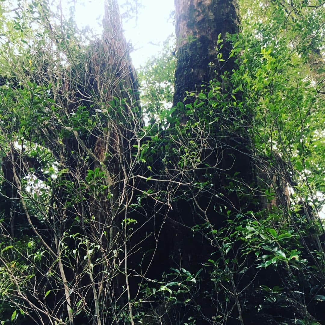 瑞羽奏都（水谷美月）さんのインスタグラム写真 - (瑞羽奏都（水谷美月）Instagram)「『ヤクスギランド』にも行ってきました🌳 時間に限りがあったので、一番短い30分コースでしたが… あちこちに立派な杉の木が✨ パワーが漲るスポット。 ジブリに出てきそうな風景が沢山で、ワクワクでした🎶  #ぱしふぃっくびいなす  #名古屋港  #宝塚og #花組 #天宮菜生 さん  #月組 #瑞羽奏都  #キビート さん ‪#奄美大島 #屋久島 #種子島 #ヤクスギランド」3月25日 22時58分 - mizuki.m_mizuha