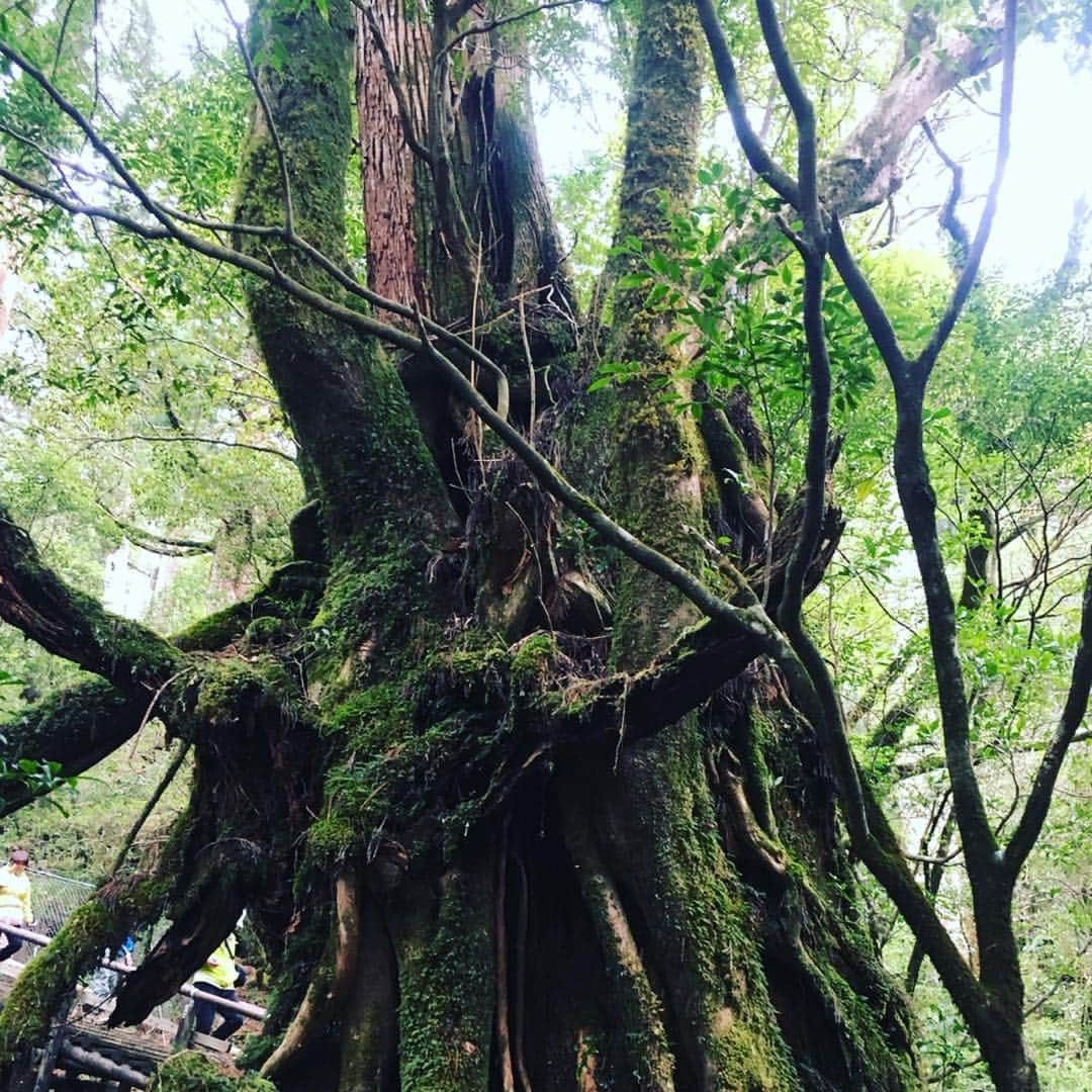 瑞羽奏都（水谷美月）さんのインスタグラム写真 - (瑞羽奏都（水谷美月）Instagram)「『ヤクスギランド』にも行ってきました🌳 時間に限りがあったので、一番短い30分コースでしたが… あちこちに立派な杉の木が✨ パワーが漲るスポット。 ジブリに出てきそうな風景が沢山で、ワクワクでした🎶  #ぱしふぃっくびいなす  #名古屋港  #宝塚og #花組 #天宮菜生 さん  #月組 #瑞羽奏都  #キビート さん ‪#奄美大島 #屋久島 #種子島 #ヤクスギランド」3月25日 22時58分 - mizuki.m_mizuha