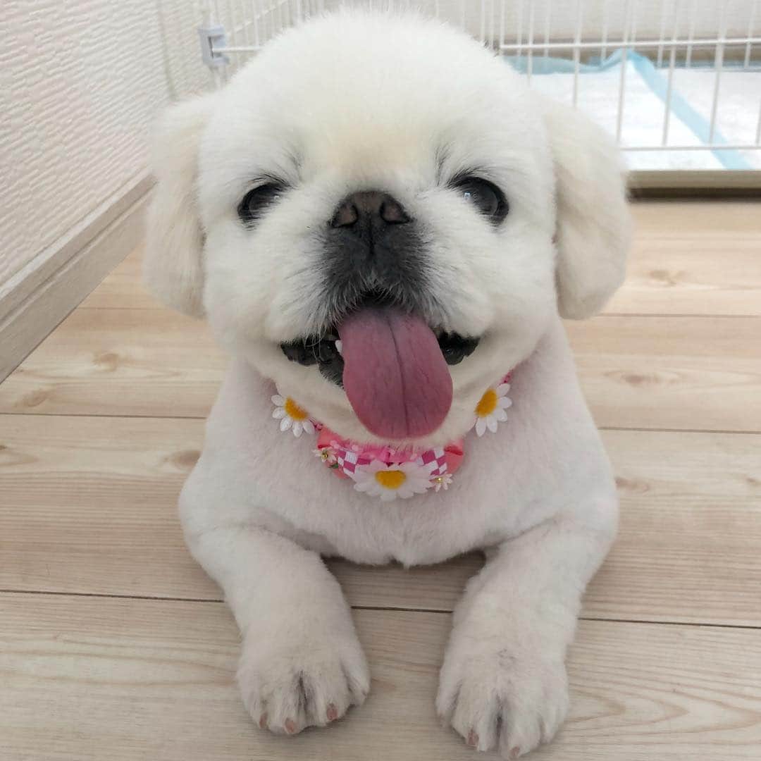 こなつのインスタグラム：「今日はトリミングDay💇‍♀️🛁✨ スッキリにーず🐶🌼」