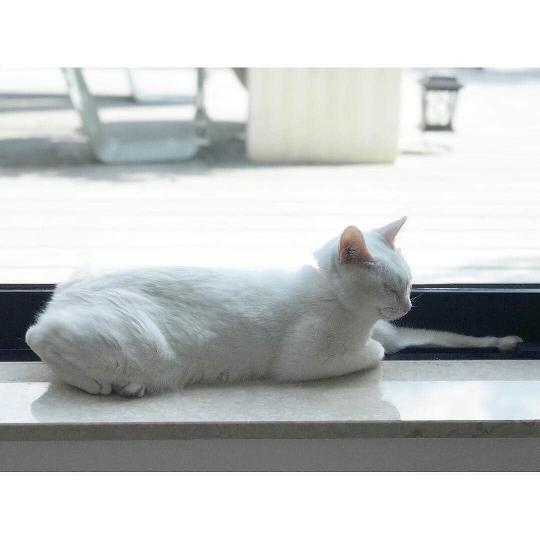 のインスタグラム：「移動の、日々 #travelingaslifestyle #travelingforlife #cat #mylove #いまどこ」