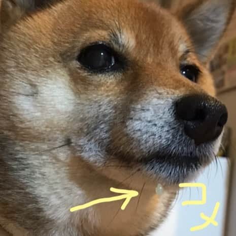 柴犬はなこ Shibainu Hanakoさんのインスタグラム写真 - (柴犬はなこ Shibainu HanakoInstagram)「はなこさん、シュッとしてますが…おや？😂 #shiba #dog #shibainu #shiba_snap #柴犬 #犬 #ごはんつぶついてるよ」3月25日 23時02分 - kiki_beee