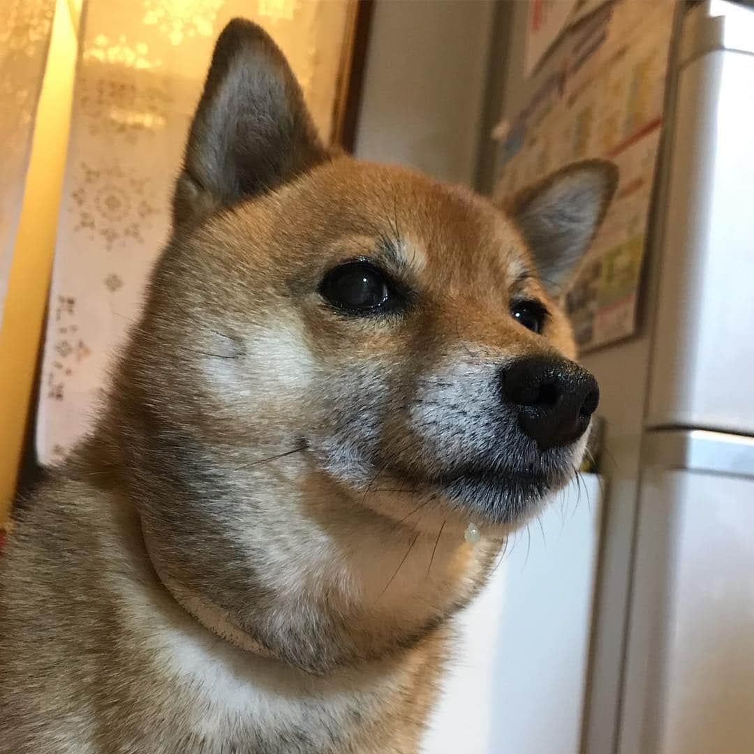 柴犬はなこ Shibainu Hanakoさんのインスタグラム写真 - (柴犬はなこ Shibainu HanakoInstagram)「はなこさん、シュッとしてますが…おや？😂 #shiba #dog #shibainu #shiba_snap #柴犬 #犬 #ごはんつぶついてるよ」3月25日 23時02分 - kiki_beee