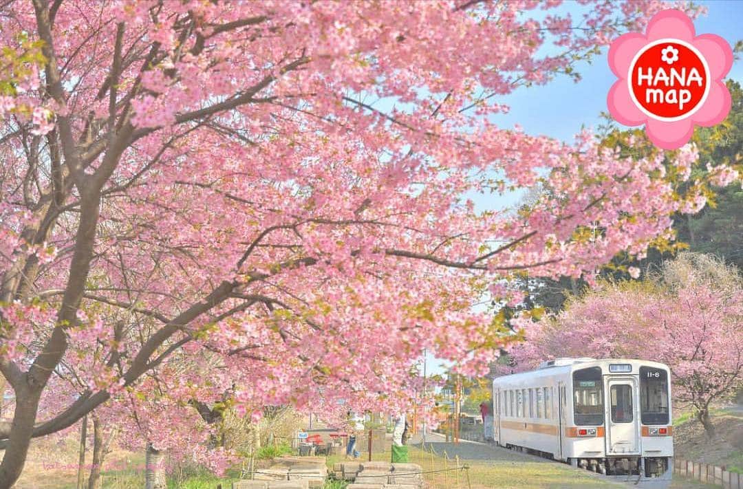 はなまっぷ❁日本の花風景さんのインスタグラム写真 - (はなまっぷ❁日本の花風景Instagram)「🌸はなまっぷ🌸 * @tatsumax2nd さんの  花のある風景に花まるを💮 * 復興祈念の大漁桜が咲き誇るあたたかい風景をありがとうございます😊🌸 * 茨城  #中根駅 Nakane Station, Ibaraki Pref. * 見頃を過ぎている場所もご紹介しています。お出かけの際はHP等で最新の情報をご確認くださいね🙏🌸 * 🌸•••🌸•••🌸•••🌸•••🌸•••🌸 * いつも素敵なお花をありがとうございます😊 日本の花のある風景にタグ付けしてください🌸 お花があれば何でもOKです💓 * #はなまっぷ * #日本の美しい花風景#花のある風景#花#花言葉#花畑#桜#鉄道#列車」3月25日 23時10分 - hanamap