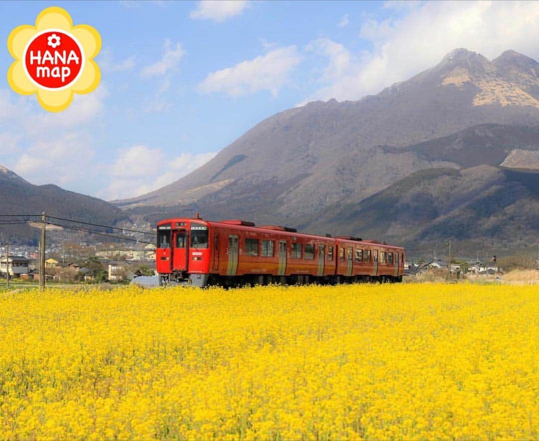 はなまっぷ❁日本の花風景さんのインスタグラム写真 - (はなまっぷ❁日本の花風景Instagram)「🌸はなまっぷ🌸 * @8egikorih さんの 花のある風景に花まるを💮 * 真っ赤な列車が映える由布岳と菜の花の素敵な風景をありがとうございます😊🌸 * 大分  #由布市 Yufu, Oita Pref. * 🌼菜の花の花言葉📝🌼 小さな幸せ、元気いっぱい * 見頃を過ぎている場合もございます。お出かけの際はHP等で最新の情報をご確認くださいね🙏🌸 * 🌸•••🌸•••🌸•••🌸•••🌸•••🌸 * いつも素敵なお花をありがとうございます😊 日本の花のある風景にタグ付けしてください🌸 お花があれば何でもOKです💓 * #はなまっぷ * #日本の美しい花風景#花のある風景#花#花言葉#花畑#菜の花#菜の花畑#風景」3月25日 23時12分 - hanamap