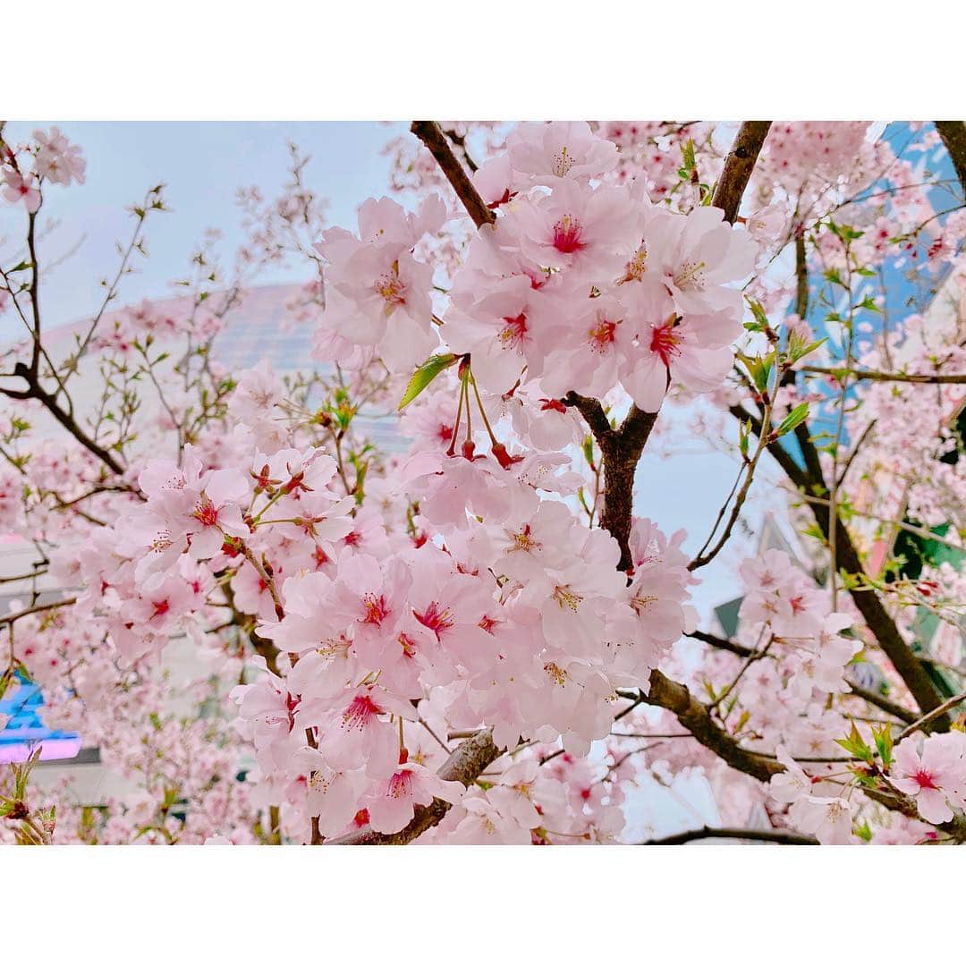 のインスタグラム：「＊ 🌸桜🌸 ・ 綺麗にとれたぁぁ☺️☺️ ・ 春きたあ お花見したいなぁ🍡 ・ #Japan #Spring #cherryblossom」