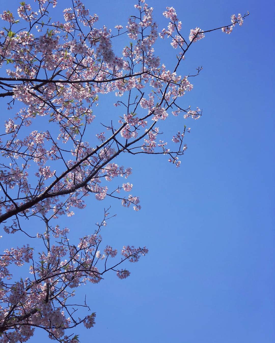 鮎河ナオミさんのインスタグラム写真 - (鮎河ナオミInstagram)「Tokyo🌸🌸🌸 . . . . #tokyo #tokyolife #japan #cherryblossom #spring #🇯🇵 #🌸 #東京 #桜 #春 #花粉がなければ最高 #大好きな季節」3月26日 10時12分 - naomiayukawa
