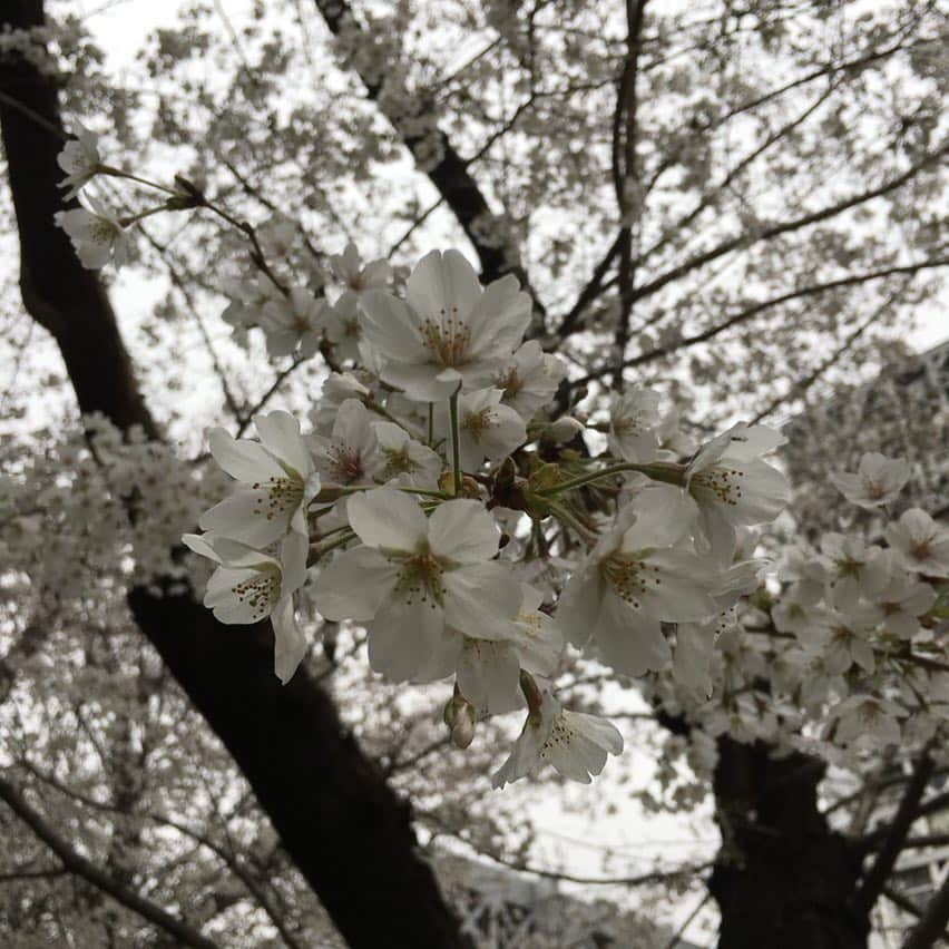 荻原和歌のインスタグラム：「早起き、ごはん、プール（付きそい）。 花冷え。 #sakura#sakurablossom #cherryblossom #blooming」