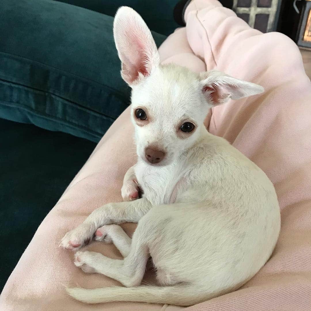 マーガレット・チョーさんのインスタグラム写真 - (マーガレット・チョーInstagram)「Lucia is a lamb and a deer and a baby and a chihuahua #rescuedog #dogsofinstagram #chihuahua」3月26日 8時53分 - margaret_cho