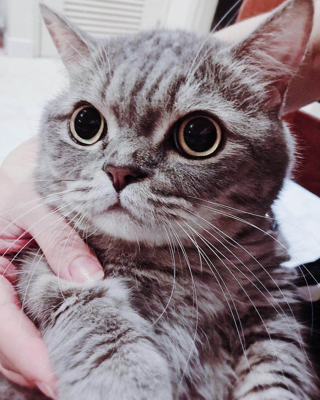 Pancakeのインスタグラム：「😍 #catkote #cats #catlovers #catsconnect #catstagram #catsoninstagram #catsofinstagram #catoftheday #kittygram #kittensoninstagram #kittensofinstagram #sgcats #pets #petlovers #pancake #petstagram #instacats #thedailykitten  #instagramcats #munchkincats #neko #ねこ #マンチカン #igcats #igpets #igdaily #picoftheday」