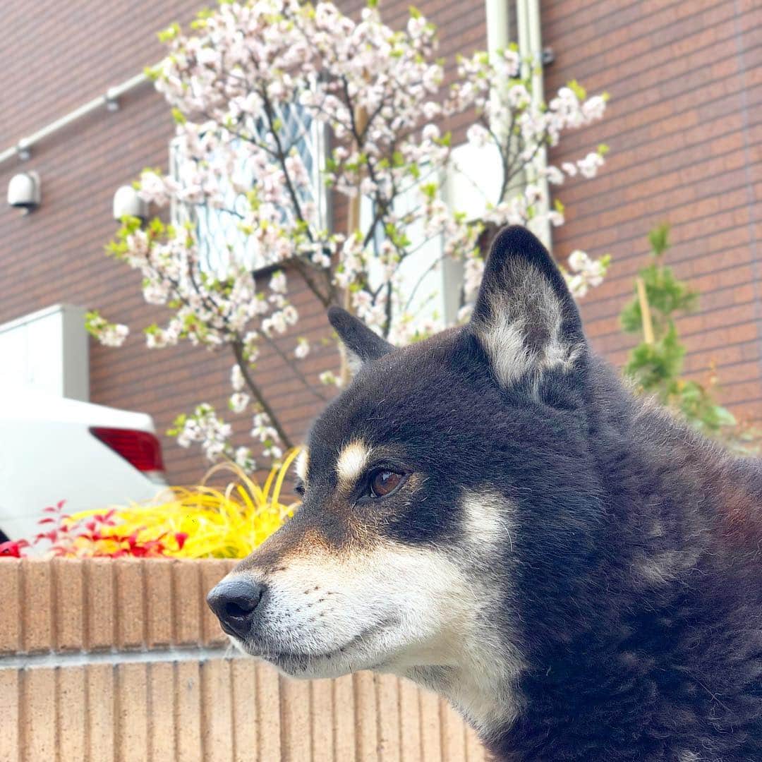 小川博永さんのインスタグラム写真 - (小川博永Instagram)「小さい桜の木が植えられてた。  #今朝まる #ししまる #dog #dogs #柴犬 #黒柴」3月26日 8時57分 - ogawahironaga