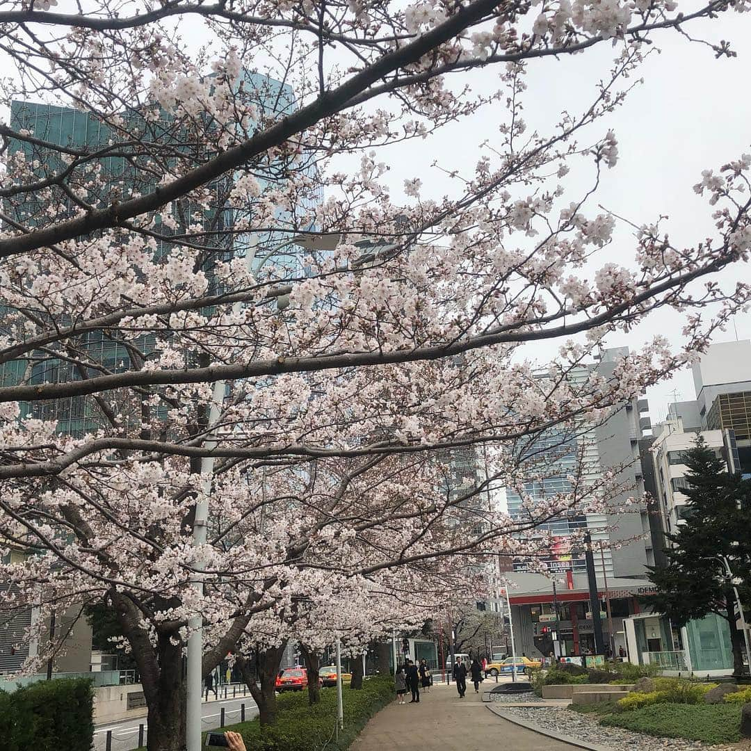 伊原剛志さんのインスタグラム写真 - (伊原剛志Instagram)「朝散歩  1時間。 東京はちょっと寒い。 けど、気持ち良い。 今週末かな？満開は。」3月26日 9時23分 - tsuyoshi_ihara