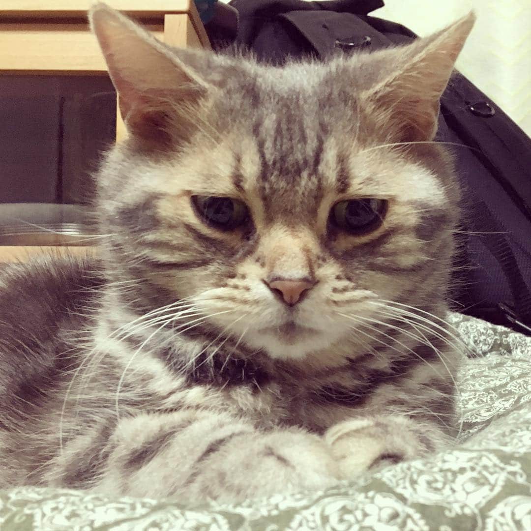 のインスタグラム：「※ 新ドラマ『ずっと目ヤニを見てる。（じぶんの）』 初回拡大756分で放送！  毎週日曜 28:35〜  #つまり早朝4時 #誰が見んねんその時間に #ほんで初回拡大しすぎ」