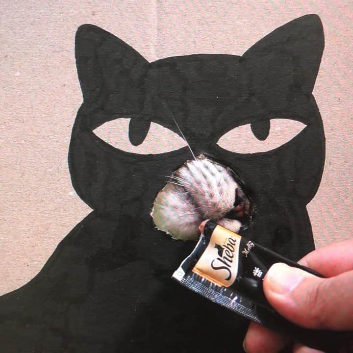 Shishi-maruのインスタグラム：「🐱シーバのロゴの猫 ーーーーーーーーーーー #cat #猫 #ネコ #シーバ #とろーりメルティ #花見 #花見猫 #お花見 #ちいさな贅沢 #PR  ーーーーーーーーーーー」