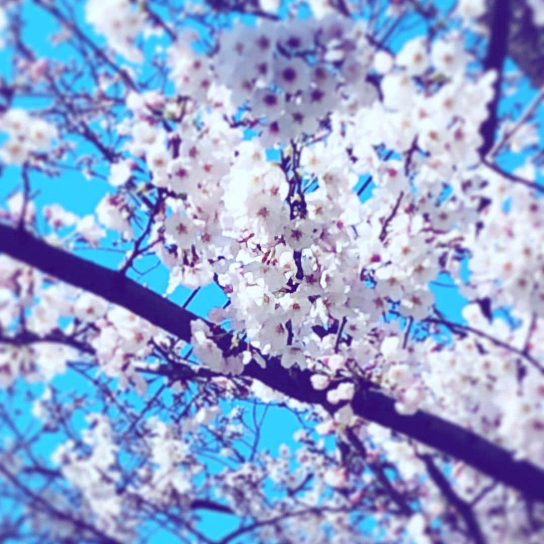 中野敬久さんのインスタグラム写真 - (中野敬久Instagram)「#cherryblossom #sakura #hanami #love」3月26日 9時49分 - hirohisanakano