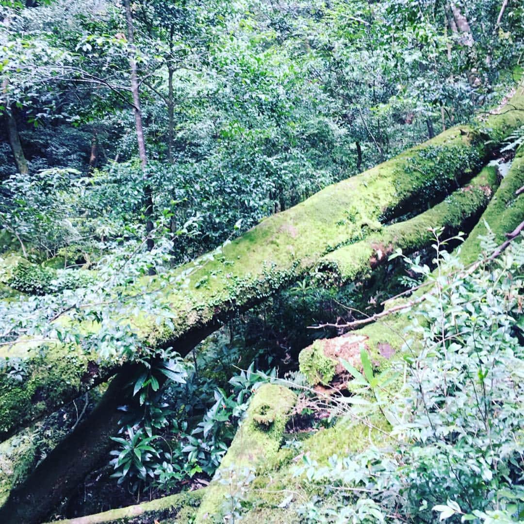 瑞羽奏都（水谷美月）さんのインスタグラム写真 - (瑞羽奏都（水谷美月）Instagram)「「もののけ姫」のモデルになった白谷雲水峡の『苔むす森』 数十種類の苔が生えている緑豊か森と透き通る水。歩いていて、木霊に本当に出会えそうな森でした🌳  屋久島出港時は、屋久島の子供達が太鼓パフォーマンスでお見送りしてくれました🎶 素敵な演奏ありがとうございました😊  #ぱしふぃっくびいなす  #名古屋港  #宝塚og #花組 #天宮菜生 さん #月組 #瑞羽奏都 ‪#奄美大島 #屋久島 #種子島 #もののけ姫  #白谷雲水峡 #苔むす森 #出航 #太鼓パフォーマンス #屋久島の子供達」3月26日 9時52分 - mizuki.m_mizuha