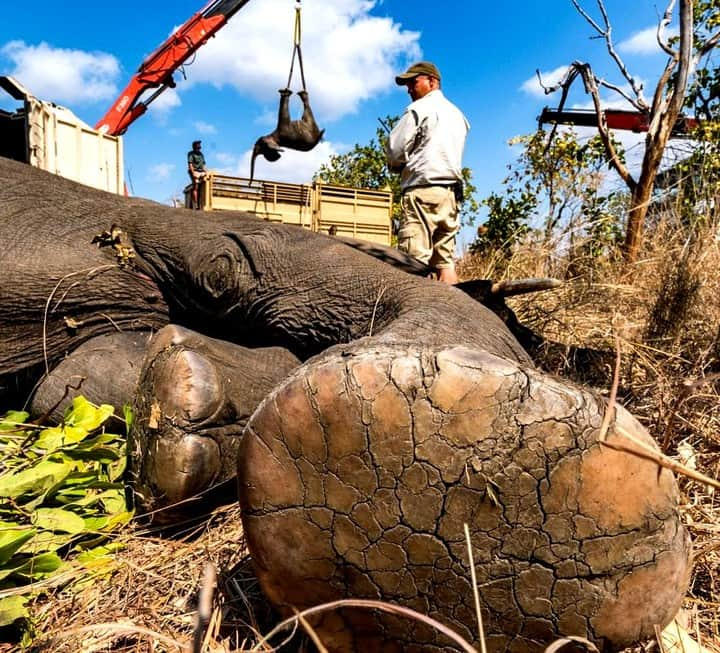 ナショナルジオグラフィックさんのインスタグラム写真 - (ナショナルジオグラフィックInstagram)「Photo by Pete McBride @pedrommcbride | How do you move 500 wild African elephants? Carefully and quickly. In 2017 these elephants were moved with their family units to a new park after their numbers thrived in Majete Game Reserve, Malawi. The process involved a logistical orchestra of specialized vets, dedicated elephants experts, and heavy equipment to tranquilize, load, wake up, and transport the animals as efficiently as possible, with as little stress as possible. The process involves risk, but the threat of ivory poaching is far riskier. @africanparksnetwork plans to completed its two-year translocation of 500 elephants in two months, bringing wildlife back to a park that was once decimated by poachers. To see more wild places, follow @pedromcbride. #elephants, #conservation #Afrrica #nature #poaching #malawi #wildlife」3月26日 10時02分 - natgeo