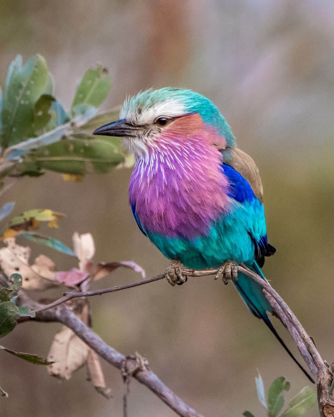 Nikon Australiaさんのインスタグラム写真 - (Nikon AustraliaInstagram)「"This beautifully coloured Lilac Breasted Roller was photographed in the Kruger National Park, South Africa. LBR's got their name from the males’ behaviour when breeding, flying to great heights then diving, darting and rolling down towards the females." - @idg.photography  Camera: Nikon #D810 Lens: AF-S NIKKOR 80-400mm f/4.5-5.6G Settings: 400 mm | f/5.6 | 1/1000s | ISO 1250  #MyNikonLife #Nikon #NikonAustralia #NikonTop #Photography #WildlifePhotography #BirdPhotography #BirdWatching #BirdWatchers #LilacBreastedRoller」3月26日 10時00分 - nikonaustralia