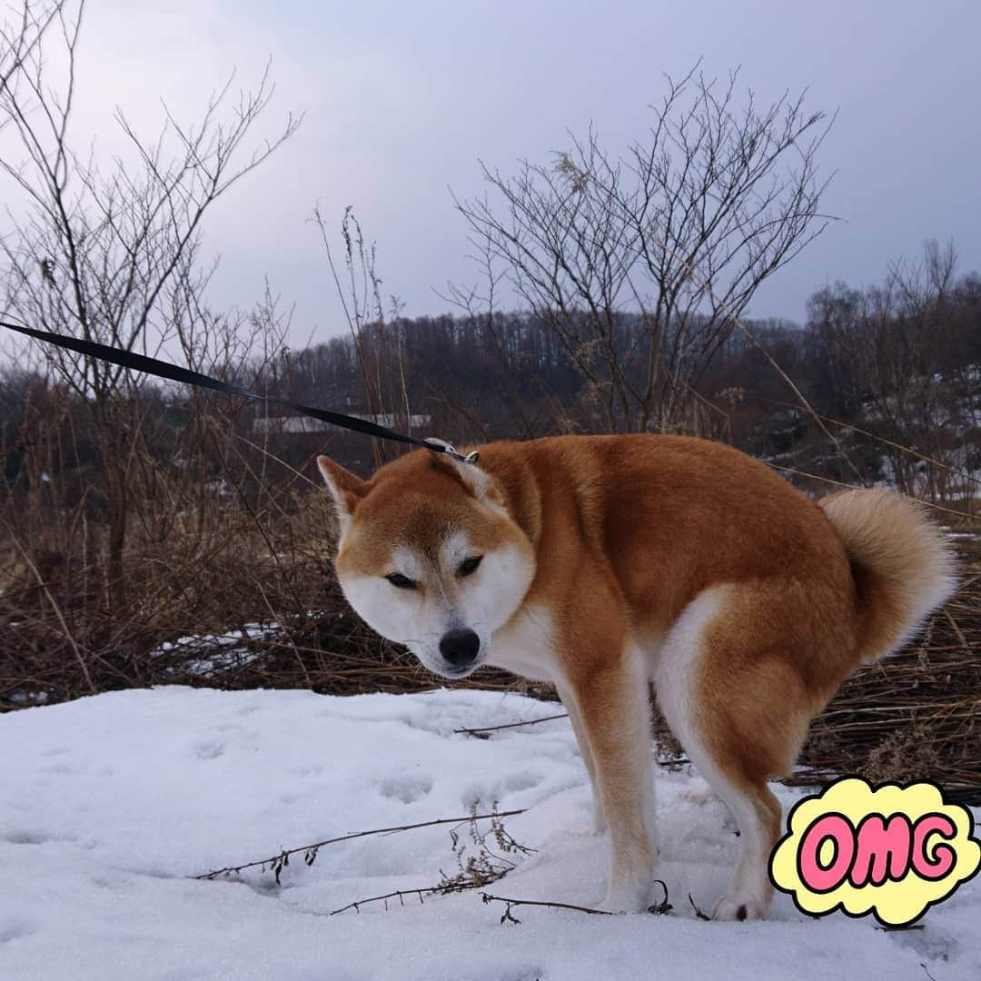 柴犬⭐️サスケさんのインスタグラム写真 - (柴犬⭐️サスケInstagram)「おはわん  #柴犬#赤柴#ふわもこ部#犬ら部 #わんだフォ #🐶📷 #🐶#日本犬 #shibagram #shibastagram #shibasnap #柴北会 #雪溶けた#土砂降り」3月26日 10時11分 - shiba20150405