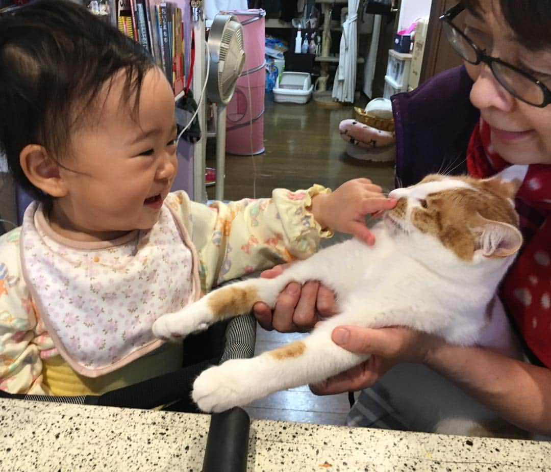 Kachimo Yoshimatsuさんのインスタグラム写真 - (Kachimo YoshimatsuInstagram)「猫と孫 Cat & Granddaughter  #uchinonekora #oinari #kana #mygranddaughter #cat #猫と孫 #爺ほほ緩む #neko #cat #catstagram #kachimo #猫 #ねこ #うちの猫ら http://kachimo.exblog.jp」3月26日 10時04分 - kachimo