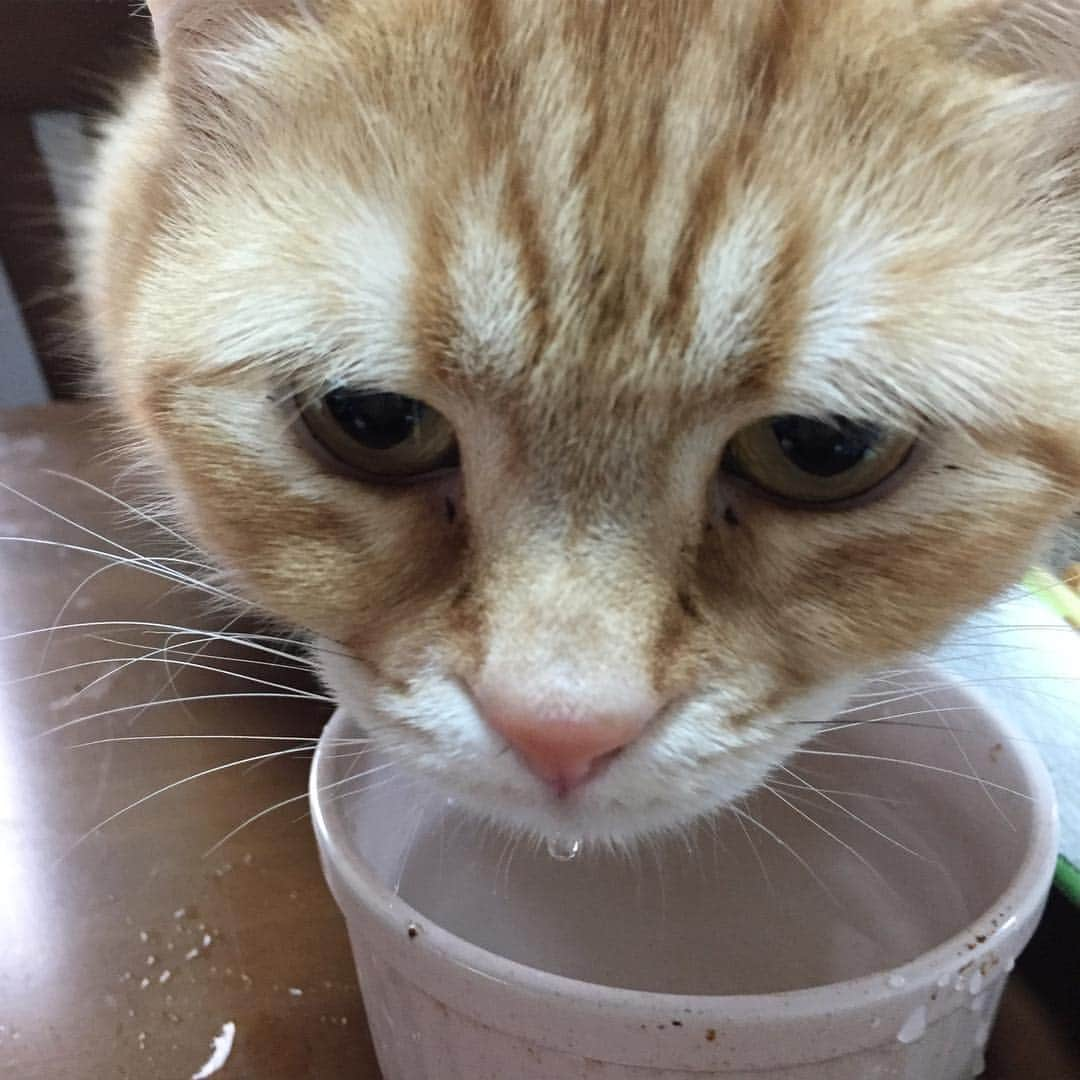 コテツさんのインスタグラム写真 - (コテツInstagram)「2019/3/26 #beemeenee  で作ったお水 飲み始めて1週間ちょっと コテモツ良く飲んでます 変化と言えば モツの💩のにおいが少し臭くなくなり柔らかめだったのに 固まってきました コテツは飲量が増えてるようです これからもモニター続けます @pepy_official  @cheramos_official  #ビーミーニー  #cheramos  #ケラモス」3月26日 10時07分 - kotetuchan