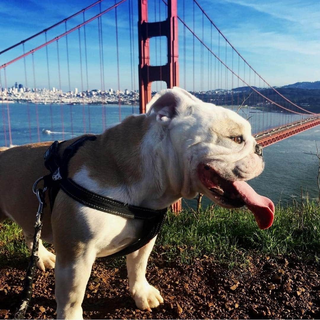 Bodhi & Butters & Bubbahさんのインスタグラム写真 - (Bodhi & Butters & BubbahInstagram)「The bae area 👯‍♀️ 🌉 . . . #bulldog #city #life #bff #sanfrancisco #is #bae #puppy」3月26日 1時13分 - keonistuff