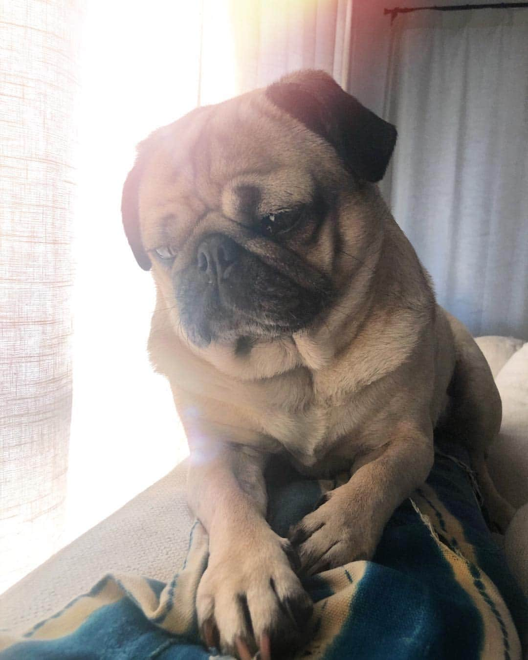 itsdougthepugさんのインスタグラム写真 - (itsdougthepugInstagram)「“Just another puggy Monday” -Doug」3月26日 1時29分 - itsdougthepug