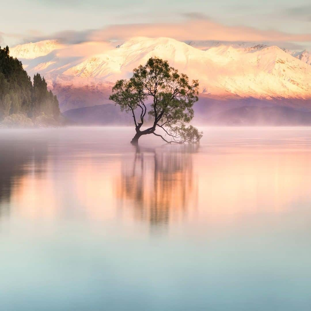 Discoveryさんのインスタグラム写真 - (DiscoveryInstagram)「“It is said that the famed ‘Wanaka Tree’ grew from a fence post around 80 years ago. Over time, it became the perfectly crooked tree you see pictured above.” 📸 + caption by James Borsje (@jamesborsjenz) . . . . #landscape #motivationmonday #explore #nature #photography #potd #photooftheday #LakeWanaka #NewZealand」3月26日 1時40分 - discovery