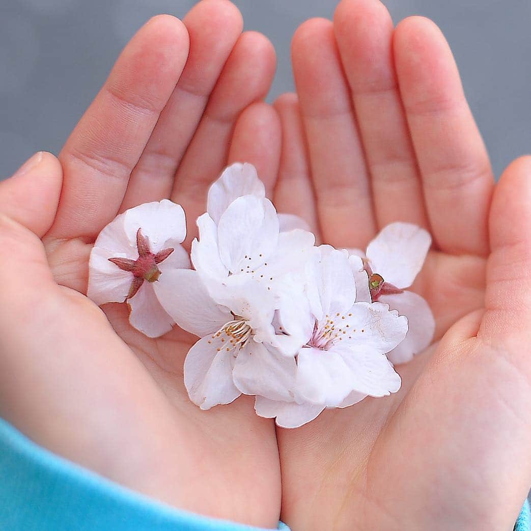 YOICHIのインスタグラム：「#4月6日 #土曜週末まったりと🎵 #会社の花見 #全員集合 #桜まだあるかな #楽しみ #場所取りで酔いたい #桜 #サクラ #さくら #🌸 #14期目 #突入 #みんなに感謝 #宴 #宴会 #どんちゃん #遅れて参戦 #お弁当のヒライ #予約すると持ってきてくれる #福岡 #晴れますように #cherryblossom #Fukuoka」