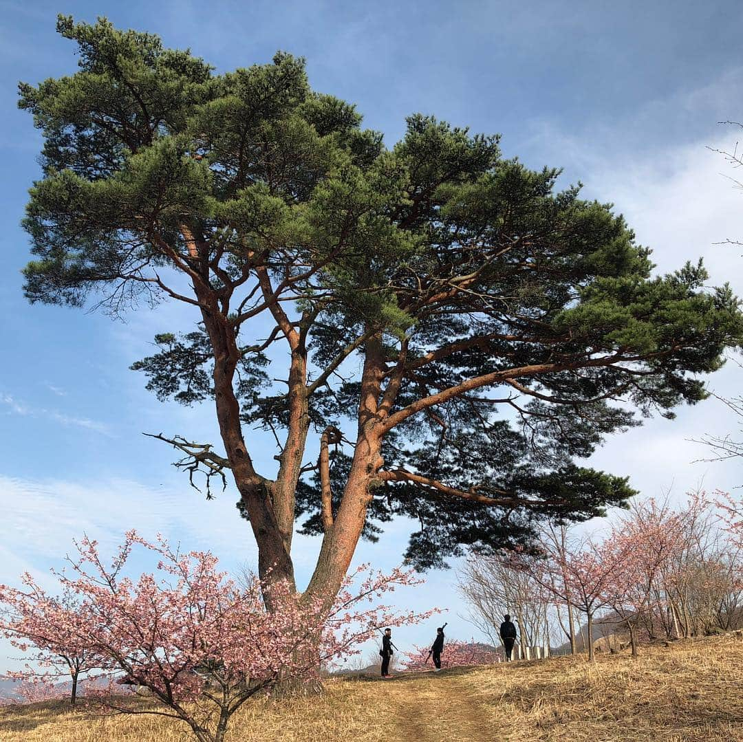 小雪さんのインスタグラム写真 - (小雪Instagram)「今夜のドォーモもありがとうございました🌸南阿蘇村の河津桜お届けしました☺️ いよいよ今週木曜日でドォーモ生放送終了です！全部見てください🤣 #あと3日」3月26日 2時02分 - koyuki2