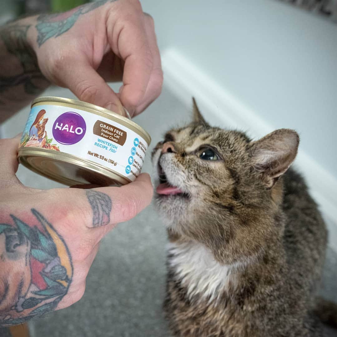 Lil BUBさんのインスタグラム写真 - (Lil BUBInstagram)「BUB loves eating Halo so much that she literally waits for me to open the can, and then tries to eat right out of it. #goodjobbub #goodjobhalo」3月26日 1時59分 - iamlilbub
