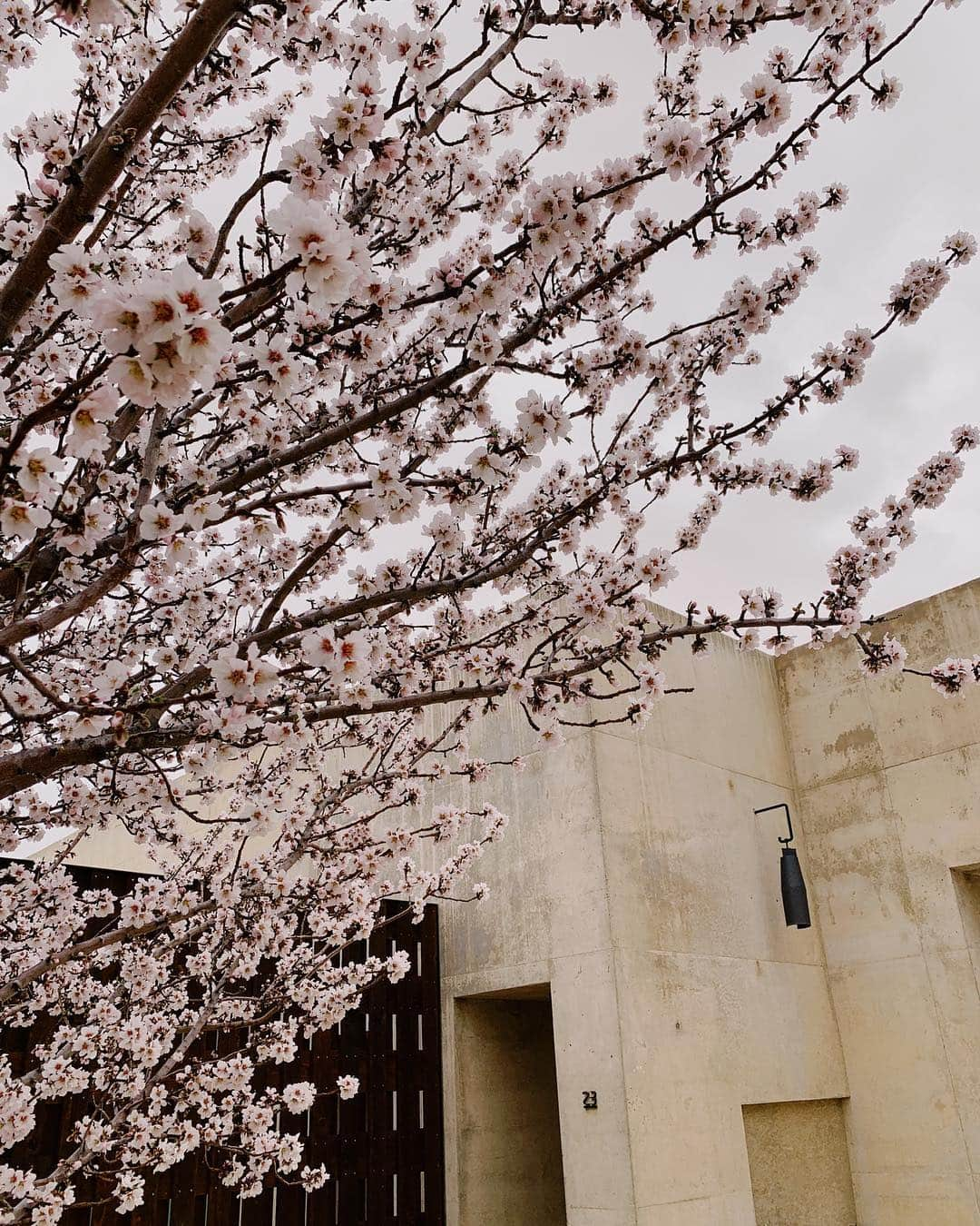 ロージー・ハンティントン＝ホワイトリーさんのインスタグラム写真 - (ロージー・ハンティントン＝ホワイトリーInstagram)「cherry blossom and straight lines 👍🏼🖤」3月26日 2時14分 - rosiehw