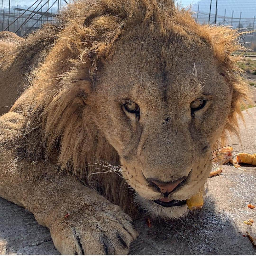 Black Jaguar-White Tiger さんのインスタグラム写真 - (Black Jaguar-White Tiger Instagram)「King Lovey Dovey... #LovesPrideBJWT #SaveLions  #Mexico @johnmac_bjwt」3月26日 2時16分 - blackjaguarwhitetiger