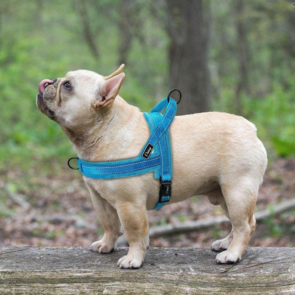 French Bulldogさんのインスタグラム写真 - (French BulldogInstagram)「Frenchie World® soft padded harness .⠀ . ⠀ .⠀ .⠀ .⠀ #frenchies #bulldog_ig_community #bulldogsofinstagram#frenchyfanatics #fab_frenchies #frenchbull#bulldogfrances #bulldoglovers #frenchiegram #フレンチブルドッグ #frenchiesofig #bullyinstagram #frenchiesoverload#bulldogloversofinsta #frenchbulldogsofinstagram#bullylove #frenchiesociety #bulldogs #불독 #frogdog」3月26日 2時32分 - frenchie.world