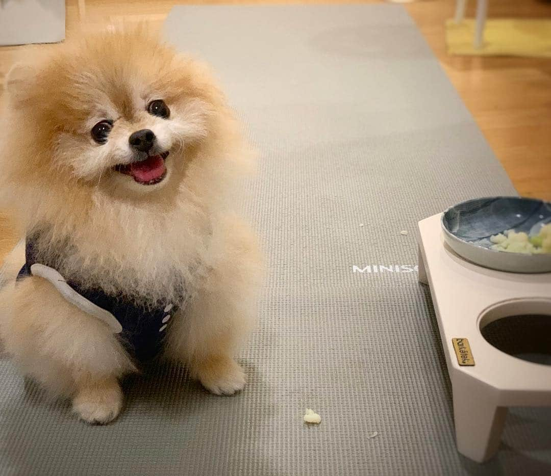 Ella Chuffyさんのインスタグラム写真 - (Ella ChuffyInstagram)「Midnight light snack 🥦 . . . . . . . . #ellachuffy #pet #petstagram #pomeranianpage #pomeraniansofinstagram #teacuppoms #cutedogs #pomeranian_lovers #pomeranianlife #pomeranianworld #teddybeardog #pomeranian #puppylove #aplacetolovedogs #dogoftheday #justpomeranians #fluffypack #dogoftheday #anmlsposts #thedailypompom #picoftheday #iflmdog #犬 #狗 #everydaydoglover #puppy #собаки #ポメラニアン」3月26日 2時46分 - missdiad