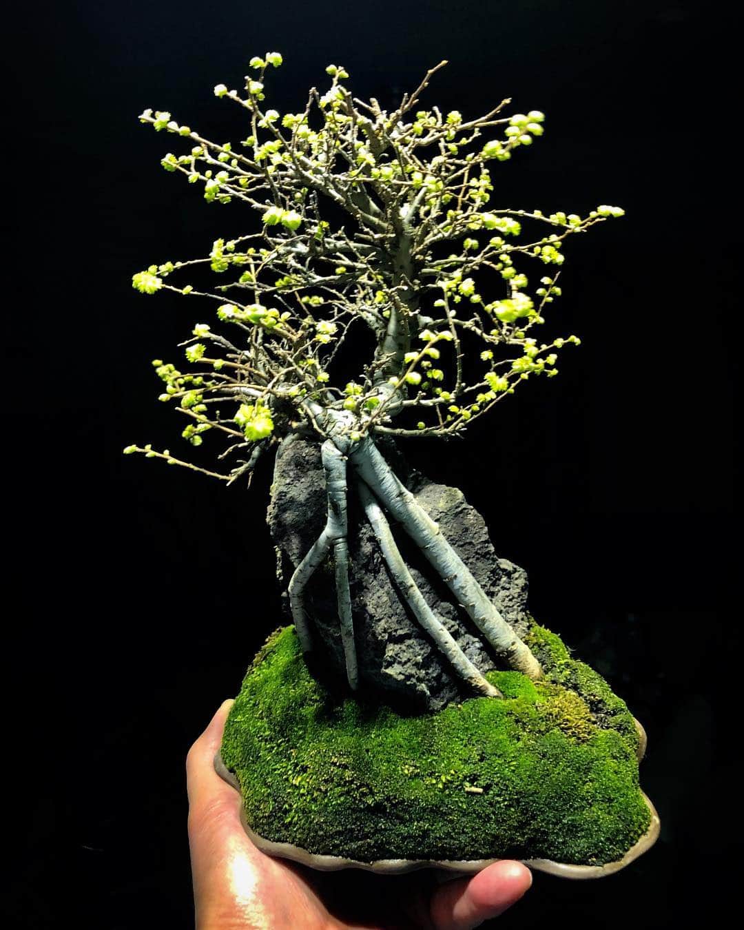 金成公信のインスタグラム：「盆栽のシーズンです。 #盆栽 #bonsai #ケヤキ #欅 #ニレケヤキ #苔」
